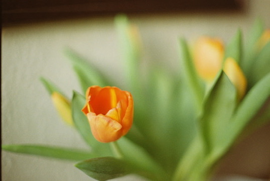 Portrait by Hayli Jo